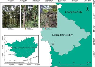 Tree–litter–soil system C:N:P stoichiometry and tree organ homeostasis in mixed and pure Chinese fir stands in south subtropical China